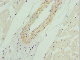 AKT1S1 Antibody – Figure 1 of 2