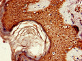 AKT1S1 Antibody – Figure 1 of 3