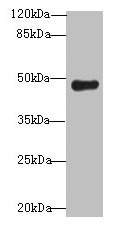 Western blot
All lanes: RNF128 antibody at 12µg/ml + Mouse liver tissue
Secondary
Goat polyclonal to rabbit IgG at 1/10000 dilution
Predicted band size: 47, 45 kDa
Observed band size: 47 kDa