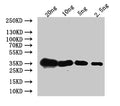 Western Blot
Positive WB detected in: recombinant protein
All lanes:Mlc1 Antibody at 1:1000
Secondary
Goat polyclonal to rabbit IgG at 1/50000 dilution
Predicted band size: 37 kDa
Observed band size: 37 kDa