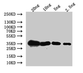 Western Blot
Positive WB detected in: recombinant protein
All lanes:Mlc1 Antibody at 1:1000
Secondary
Goat polyclonal to rabbit IgG at 1/50000 dilution
Predicted band size: 37 kDa
Observed band size: 37 kDa