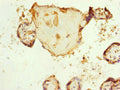 Immunohistochemistry of paraffin-embedded human placenta tissue using CSB-PA837849DSR1HU at dilution of 1:100