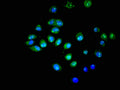 Immunofluorescent analysis of A549 cells using CSB-PA839280LA01HU at dilution of 1:100 and Alexa Fluor 488-congugated AffiniPure Goat Anti-Rabbit IgG(H+L)