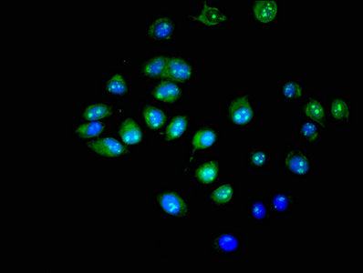 Immunofluorescent analysis of A549 cells using CSB-PA839280LA01HU at dilution of 1:100 and Alexa Fluor 488-congugated AffiniPure Goat Anti-Rabbit IgG(H+L)