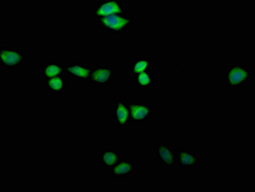 Immunofluorescence staining of Hela cells with CSB-PA839379LA01HU at 1:200, counter-stained with DAPI. The cells were fixed in 4% formaldehyde and blocked in 10% normal Goat Serum. The cells were then incubated with the antibody overnight at 4°C. The secondary antibody was Alexa Fluor 488-congugated AffiniPure Goat Anti-Rabbit IgG(H+L).
