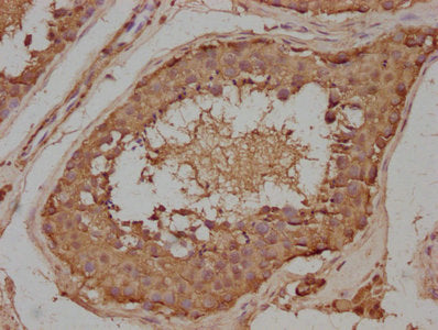 IHC image of CSB-PA839393LA01HU diluted at 1:100 and staining in paraffin-embedded human testis tissue performed on a Leica BondTM system. After dewaxing and hydration, antigen retrieval was mediated by high pressure in a citrate buffer (pH 6.0). Section was blocked with 10% normal goat serum 30min at RT. Then primary antibody (1% BSA) was incubated at 4°C overnight. The primary is detected by a biotinylated secondary antibody and visualized using an HRP conjugated SP system.