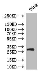 Western Blot
Positive WB detected in: recombinant protein
All lanes: brat Antibody at 1:1000
Secondary
Goat polyclonal to rabbit IgG at 1/50000 dilution
Predicted band size: 31 kDa
Observed band size: 31 kDa