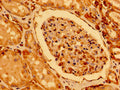 Immunohistochemistry of paraffin-embedded human kidney tissue using CSB-PA839862LA01HU at dilution of 1:100