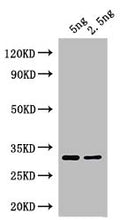 Western Blot
Positive WB detected in: recombinant protein
All lanes: At5g63020 Antibody at 1:1000
Secondary
Goat polyclonal to rabbit IgG at 1/50000 dilution
Predicted band size: 29 kDa
Observed band size: 29 kDa