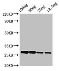 Western Blot
Positive WB detected in Recombinant protein
All lanes: albA antibody at 3.4µg/ml
Secondary
Goat polyclonal to rabbit IgG at 1/50000 dilution
Predicted band size: 27 kDa
Observed band size: 27 kDa