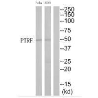 Western blot analysis of extracts from HeLa cells and A549 cells, using PTRF antibody.