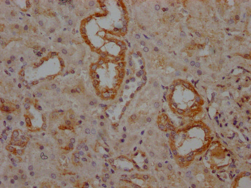 IHC image of CSB-PA842354LA01HU diluted at 1:160 and staining in paraffin-embedded human kidney tissue performed on a Leica BondTM system. After dewaxing and hydration, antigen retrieval was mediated by high pressure in a citrate buffer (pH 6.0). Section was blocked with 10% normal goat serum 30min at RT. Then primary antibody (1% BSA) was incubated at 4°C overnight. The primary is detected by a Goat anti-rabbit IgG labeled by HRP and visualized using 0.05% DAB.
