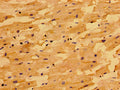 Immunohistochemistry of paraffin-embedded human heart tissue using CSB-PA843155LA01HU at dilution of 1:100