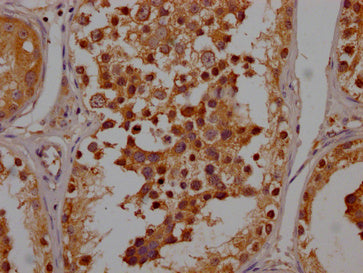 IHC image of CSB-PA843275LA01HU diluted at 1:200 and staining in paraffin-embedded human testis tissue performed on a Leica BondTM system. After dewaxing and hydration, antigen retrieval was mediated by high pressure in a citrate buffer (pH 6.0). Section was blocked with 10% normal goat serum 30min at RT. Then primary antibody (1% BSA) was incubated at 4°C overnight. The primary is detected by a Goat anti-rabbit polymer IgG labeled by HRP and visualized using 0.05% DAB.