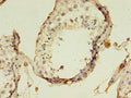 Immunohistochemistry of paraffin-embedded human testis tissue using CSB-PA843276LA01HU at dilution of 1:100
