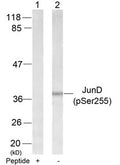 Western blot analysis of extracts from 293 cells using JunD(Phospho-Ser255) Antibody(Lane 2) and the same antibody preincubated with blocking peptide(Lane1).
