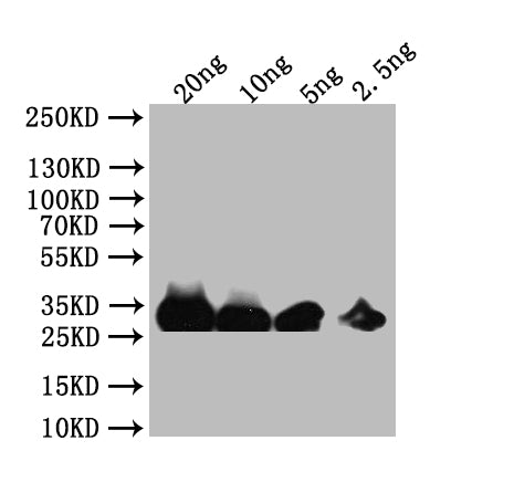 Western Blot
Positive WB detected in: recombinant protein
All lanes: FZR1 Antibody at 1:1000
Secondary
Goat polyclonal to rabbit IgG at 1/50000 dilution
Predicted band size: 34 kDa
Observed band size: 34 kDa