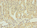 Immunohistochemistry of paraffin-embedded human adrenal gland tissue using CSB-PA845139LA01HU at dilution of 1:100