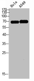Western blot analysis of HELA A549 Cell Lysate, antibody was diluted at 1:1000. Secondary antibody  was diluted at 1:20000
