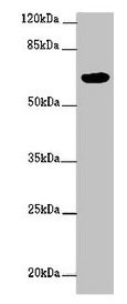 Western blot
All lanes: FBXW5 antibody at 2ug/ml + PC-3 whole cell lysate
Secondary
Goat polyclonal to rabbit IgG at 1/10000 dilution
Predicted band size: 64, 43 kDa
Observed band size: 64 kDa