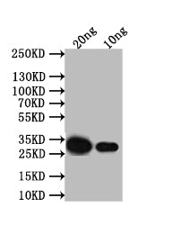 Western Blot
Positive WB detected in: recombinant protein
All lanes: VP8 Antibody at 1:1000
Secondary
Goat polyclonal to rabbit IgG at 1/50000 dilution
Predicted band size: 33 kDa
Observed band size: 33 kDa