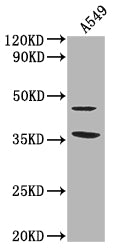 Western Blot
Positive WB detected in: A549 whole cell lysate
All lanes: OR1K1 antibody at 1:2000
Secondary
Goat polyclonal to rabbit IgG at 1/50000 dilution
Predicted band size: 35 kDa
Observed band size: 35 kDa