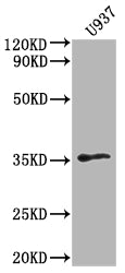 Western Blot
Positive WB detected in: U937 whole cell lysate
All lanes: OR1K1 antibody at 1:2000
Secondary
Goat polyclonal to rabbit IgG at 1/50000 dilution
Predicted band size: 35 kDa
Observed band size: 35 kDa