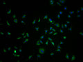 Immunofluorescence staining of SH-SY5Y cells with CSB-PA847735OA01HU at 1:100, counter-stained with DAPI. The cells were fixed in 4% formaldehyde and blocked in 10% normal Goat Serum. The cells were then incubated with the antibody overnight at 4°C. The secondary antibody was Alexa Fluor 488-congugated AffiniPure Goat Anti-Rabbit IgG(H+L).