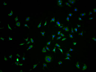 Immunofluorescence staining of SH-SY5Y cells with CSB-PA847735OA01HU at 1:100, counter-stained with DAPI. The cells were fixed in 4% formaldehyde and blocked in 10% normal Goat Serum. The cells were then incubated with the antibody overnight at 4°C. The secondary antibody was Alexa Fluor 488-congugated AffiniPure Goat Anti-Rabbit IgG(H+L).