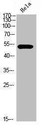 Western blot analysis of HELA Cell Lysate, antibody was diluted at 1:1000