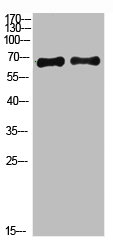 Western Blot analysis of 1,293T 2,hela  cells using primary antibody diluted at 1:1000(4°C overnight). Secondary antibody:Goat Anti-rabbit IgG IRDye 800( diluted at 1:5000, 25°C, 1 hour)