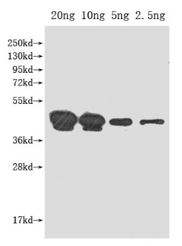 Western Blot
Positive WB detected in Recombinant protein
All lanes: pho antibody at 1:2000
Secondary
Goat polyclonal to rabbit IgG at 1/50000 dilution
Predicted band size: 45 kDa
Observed band size: 45 kDa