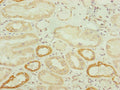 TWIST2 Antibody – Figure 1 of 3