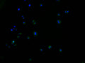 Immunofluorescence staining of HepG2 cells with CSB-PA848829LA01HU at 1:100, counter-stained with DAPI. The cells were fixed in 4% formaldehyde and blocked in 10% normal Goat Serum. The cells were then incubated with the antibody overnight at 4°C. The secondary antibody was Alexa Fluor 488-congugated AffiniPure Goat Anti-Rabbit IgG(H+L).