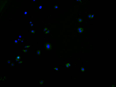 Immunofluorescence staining of HepG2 cells with CSB-PA848829LA01HU at 1:100, counter-stained with DAPI. The cells were fixed in 4% formaldehyde and blocked in 10% normal Goat Serum. The cells were then incubated with the antibody overnight at 4°C. The secondary antibody was Alexa Fluor 488-congugated AffiniPure Goat Anti-Rabbit IgG(H+L).
