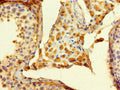 Immunohistochemistry of paraffin-embedded human testis tissue using CSB-PA850291LA01HU at dilution of 1:100