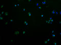 Immunofluorescence staining of MCF-7 cells with CSB-PA850420OA01HU at 1:100, counter-stained with DAPI. The cells were fixed in 4% formaldehyde and blocked in 10% normal Goat Serum. The cells were then incubated with the antibody overnight at 4°C. The secondary antibody was Alexa Fluor 488-congugated AffiniPure Goat Anti-Rabbit IgG(H+L).