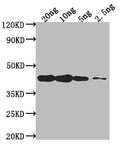 Western Blot
Positive WB detected in Recombinant protein
All lanes: DREB2C antibody at 1:2000
Secondary
Goat polyclonal to rabbit IgG at 1/50000 dilution
Predicted band size: 39.5 kDa
Observed band size: 40 kDa