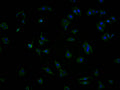 Immunofluorescence staining of HepG2 cells with CSB-PA850889NA01HU at 1:100, counter-stained with DAPI. The cells were fixed in 4% formaldehyde and blocked in 10% normal Goat Serum. The cells were then incubated with the antibody overnight at 4°C. The secondary antibody was Alexa Fluor 488-congugated AffiniPure Goat Anti-Rabbit IgG(H+L).