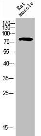 Western Blot analysis of rat-muscle cells using CD31 Polyclonal Antibody.