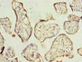 Immunohistochemistry of paraffin-embedded human placenta tissue using CSB-PA851971LA01HU at dilution of 1:100
