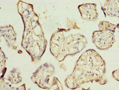 Immunohistochemistry of paraffin-embedded human placenta tissue using CSB-PA851971LA01HU at dilution of 1:100