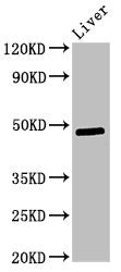 Western Blot
Positive WB detected in: Rat liver tissue
All lanes: Pdk3 antibody at 3ug/ml
Secondary
Goat polyclonal to rabbit IgG at 1/50000 dilution
Predicted band size: 48 kDa
Observed band size: 48 kDa