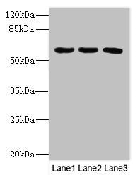 Western blot All lanes: PIK3R3 antibody at 3.5ug/ml Lane 1: MCF-7 whole cell lysate Lane 2: Jurkat whole cell lysate Lane 3: Mouse gonadal tissue Secondary Goat polyclonal to rabbit IgG at 1/10000 dilution Predicted band size: 55, 48, 44 kDa Observed band size: 55 kDa