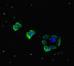 Immunofluorescent analysis of HepG2 cells using CSB-PA852889LA01MO at dilution of 1:100 and Alexa Fluor 488-congugated AffiniPure Goat Anti-Rabbit IgG(H+L)
