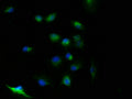 Immunofluorescence staining of U251 cells with CSB-PA853391LA01HU at 1:100, counter-stained with DAPI. The cells were fixed in 4% formaldehyde, permeabilized using 0.2% Triton X-100 and blocked in 10% normal Goat Serum. The cells were then incubated with the antibody overnight at 4°C. The secondary antibody was Alexa Fluor 488-congugated AffiniPure Goat Anti-Rabbit IgG(H+L).