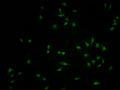 Immunofluorescence staining of SH-SY5Y cells with CSB-PA854107LA01HU at 1:100, counter-stained with DAPI. The cells were fixed in 4% formaldehyde and blocked in 10% normal Goat Serum. The cells were then incubated with the antibody overnight at 4°C. The secondary antibody was Alexa Fluor 488-congugated AffiniPure Goat Anti-Rabbit IgG(H+L).
