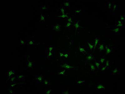 Immunofluorescence staining of SH-SY5Y cells with CSB-PA854107LA01HU at 1:100, counter-stained with DAPI. The cells were fixed in 4% formaldehyde and blocked in 10% normal Goat Serum. The cells were then incubated with the antibody overnight at 4°C. The secondary antibody was Alexa Fluor 488-congugated AffiniPure Goat Anti-Rabbit IgG(H+L).