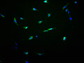 Immunofluorescence staining of NIH/3T3 cells with CSB-PA854143OA01HU at 1:100, counter-stained with DAPI. The cells were fixed in 4% formaldehyde and blocked in 10% normal Goat Serum. The cells were then incubated with the antibody overnight at 4°C. The secondary antibody was Alexa Fluor 488-congugated AffiniPure Goat Anti-Rabbit IgG(H+L).