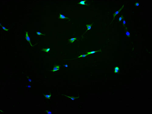 Immunofluorescence staining of NIH/3T3 cells with CSB-PA854143OA01HU at 1:100, counter-stained with DAPI. The cells were fixed in 4% formaldehyde and blocked in 10% normal Goat Serum. The cells were then incubated with the antibody overnight at 4°C. The secondary antibody was Alexa Fluor 488-congugated AffiniPure Goat Anti-Rabbit IgG(H+L).